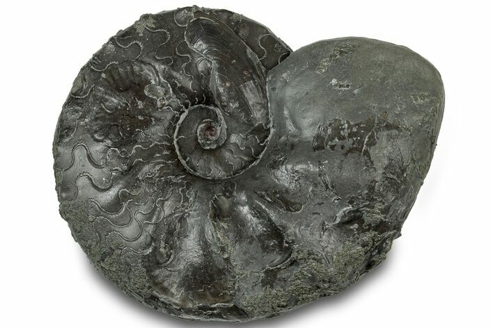 Triassic Ammonite (Ceratites sublaevigatus) Fossil - Germany #319185